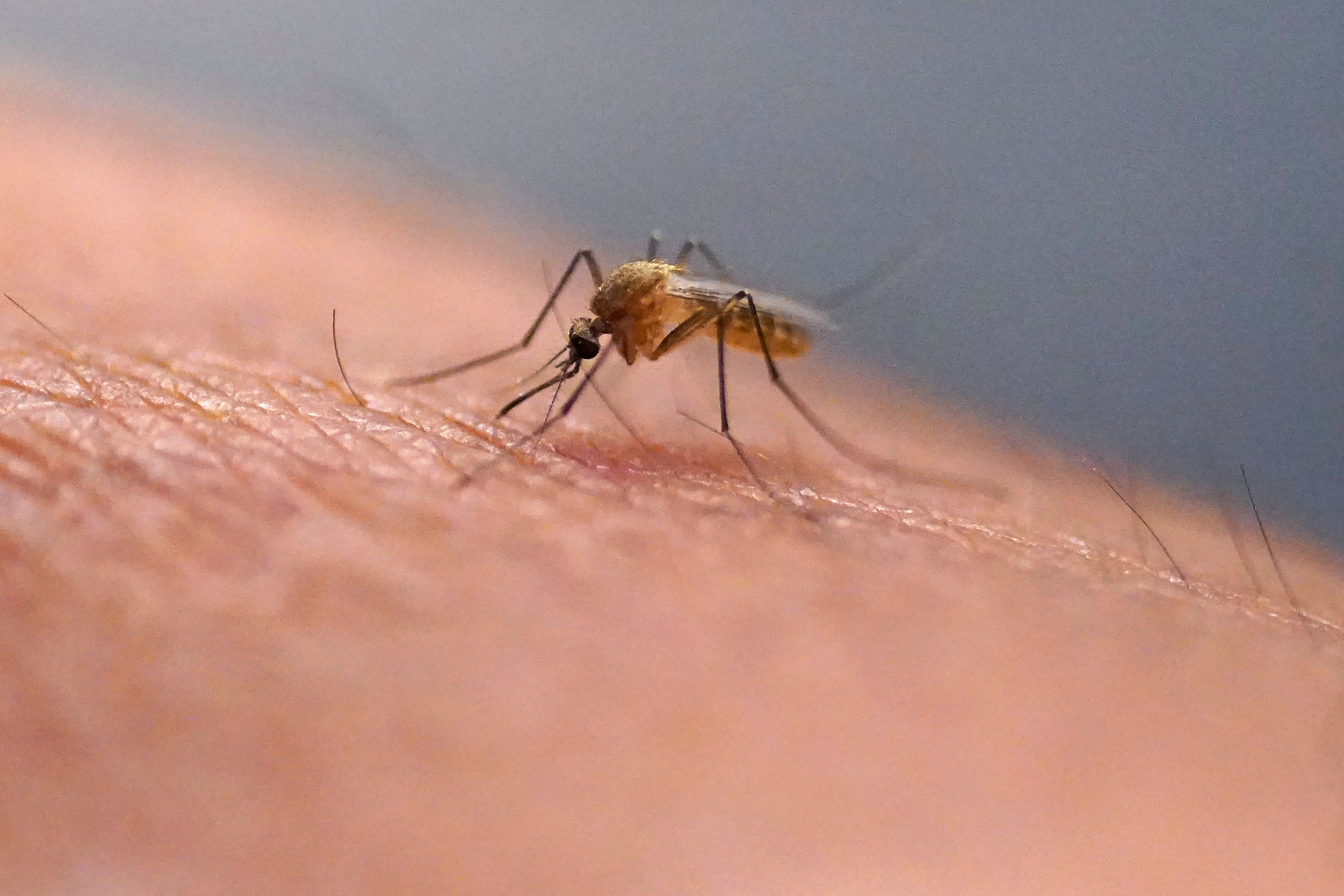 Scratching that bug bite might feel good at first, but science explains why it's a bad idea