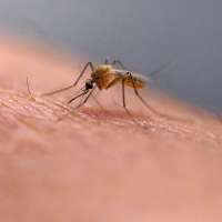 Scratching that bug bite might feel good at first, but science explains why it's a bad idea