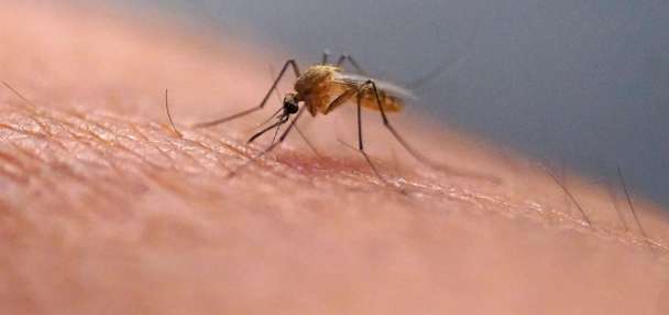 Scratching that bug bite might feel good at first, but science explains why it's a bad idea