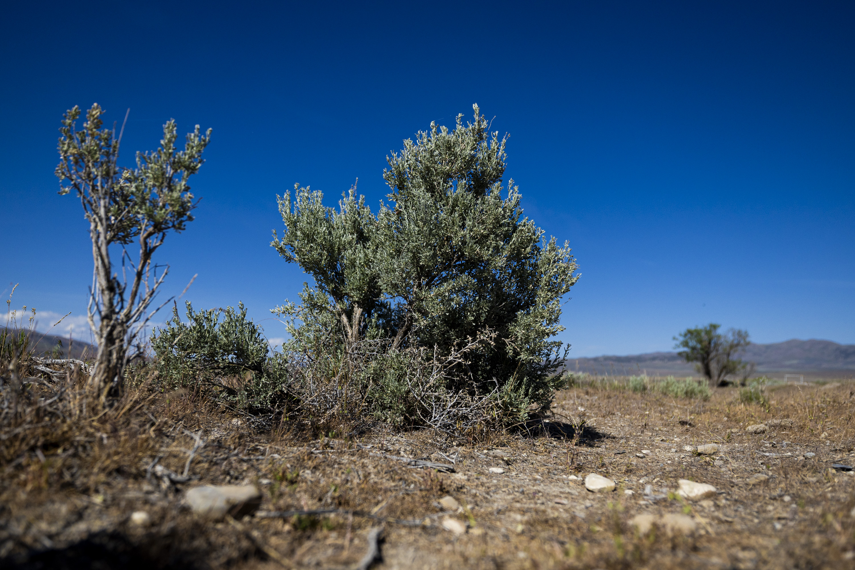 Shrubs grow on land proposed to be used for the Stratos Project data center in the Hansel Valley area of Box Elder County on May 12. This swath of land is the more eastern of the two largest sections of land proposed to be used for the data center.