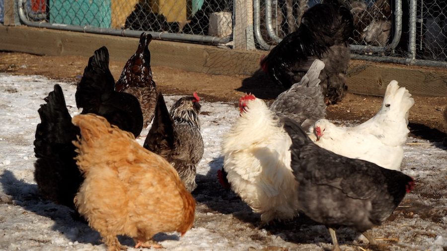 Cracking the cost of eggs: Can a backyard henhouse save you money?