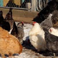 Cracking the cost of eggs: Can a backyard henhouse save you money?