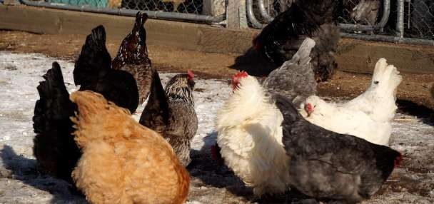 Cracking the cost of eggs: Can a backyard henhouse save you money?