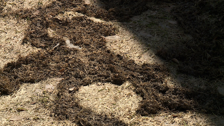 Snow cover allows vole populations to thrive in Cache Valley