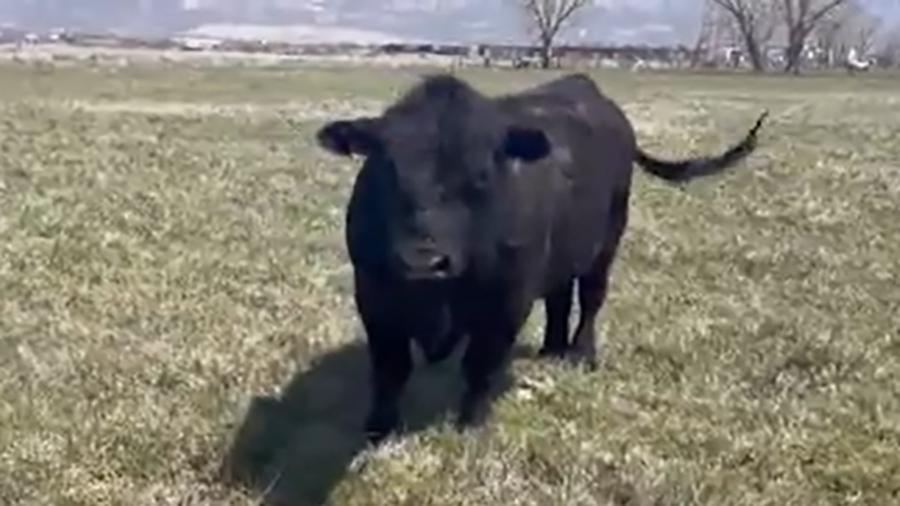 Defective ear tags are threatening the health of Utah cattle herds