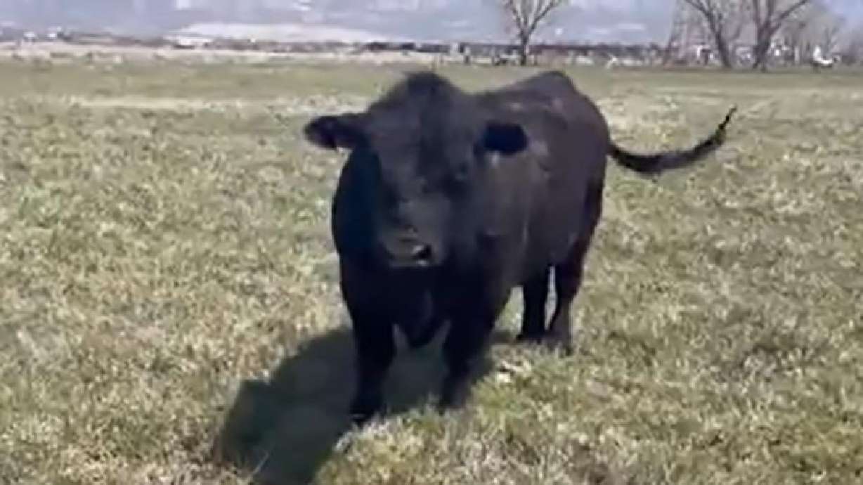 Defective ear tags are threatening the health of Utah cattle herds