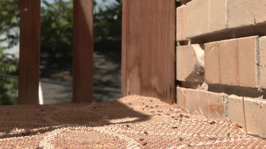 Elm seed bugs are taking over Utah homes