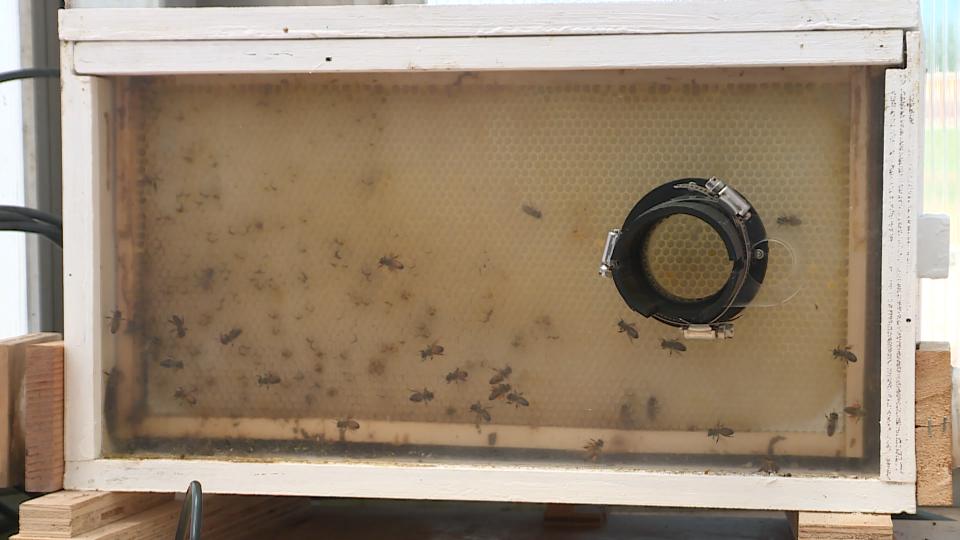 BYU students build robotic bee to communicate through ‘waggle dance’