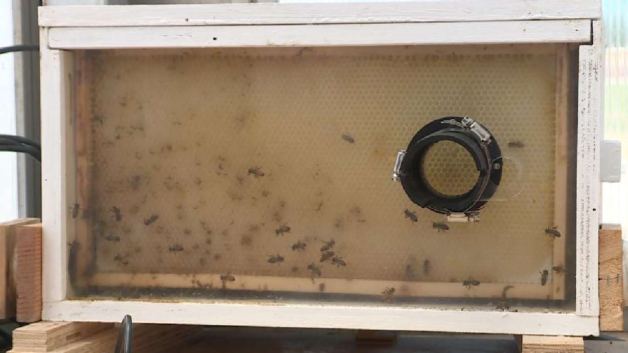 BYU students build robotic bee to communicate through ‘waggle dance’