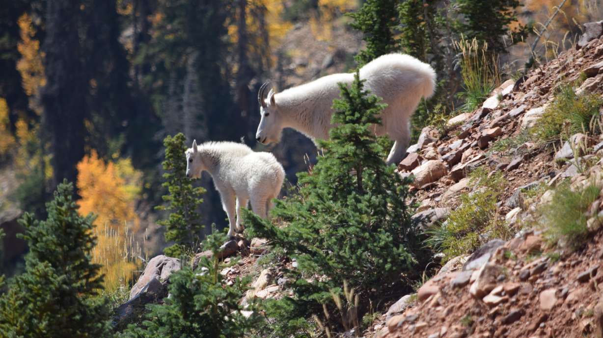 How to stay safe when encountering mountain goats