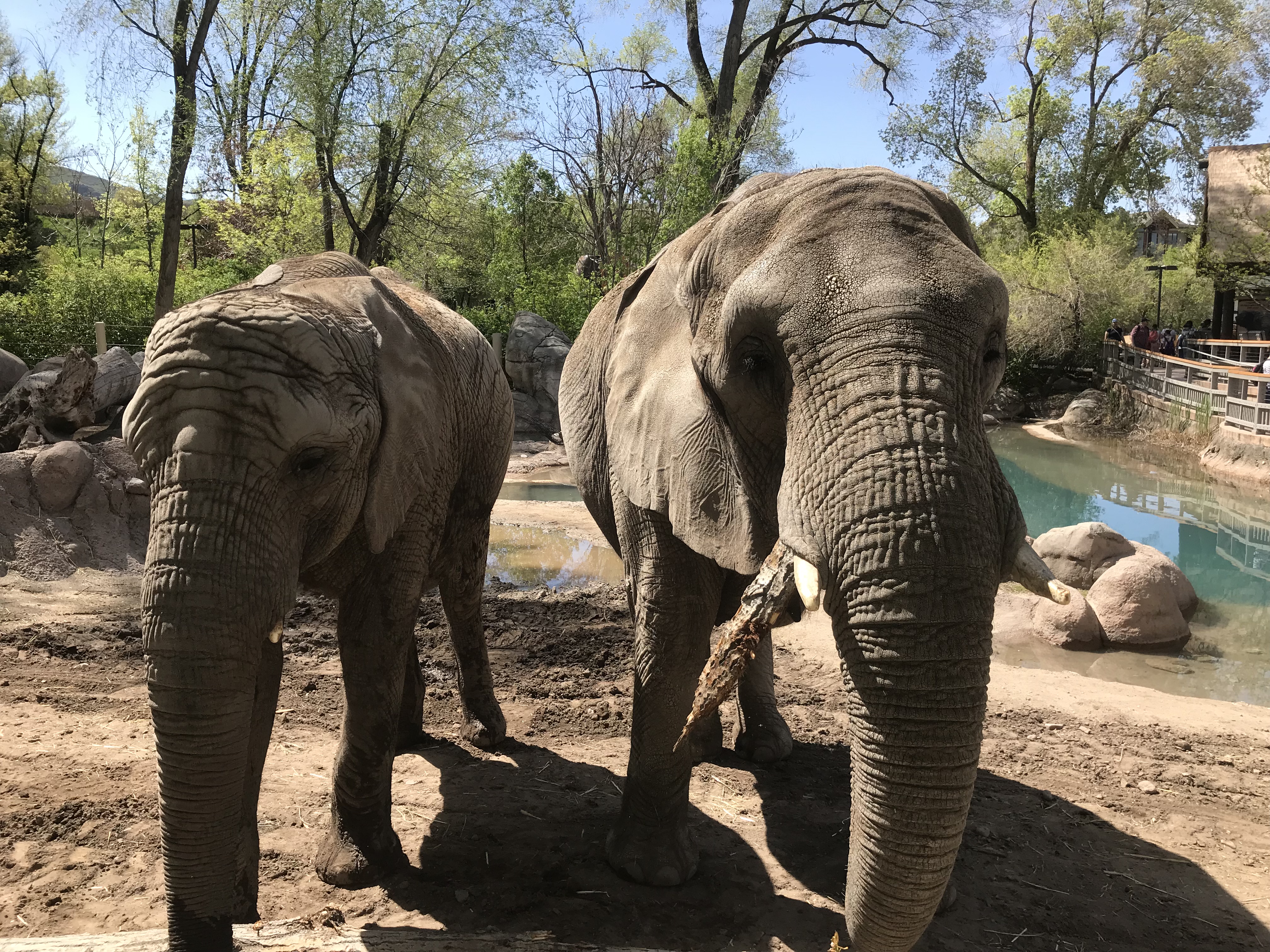 Hogle Zoo elephants arrive safely at new home in Kansas City, Missouri
