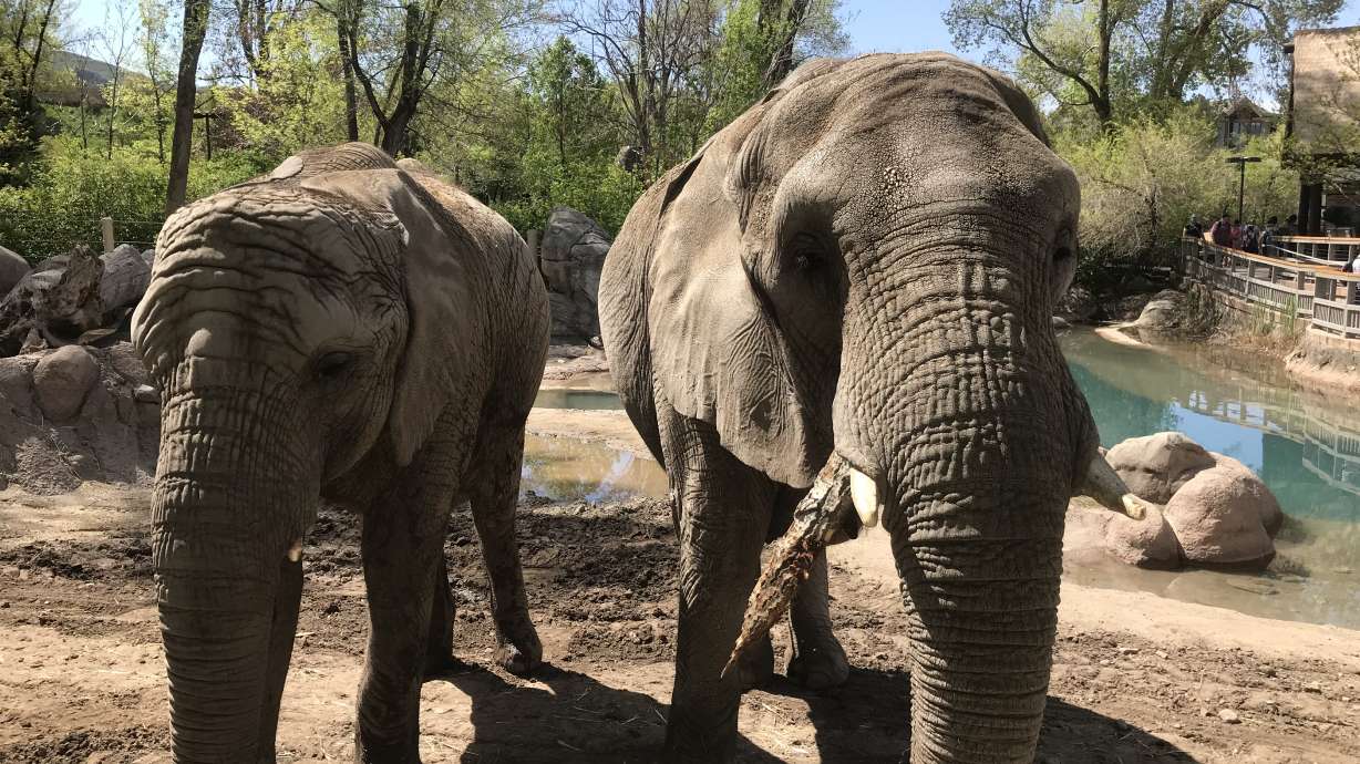 Hogle Zoo elephants arrive safely at new home in Kansas City, Missouri