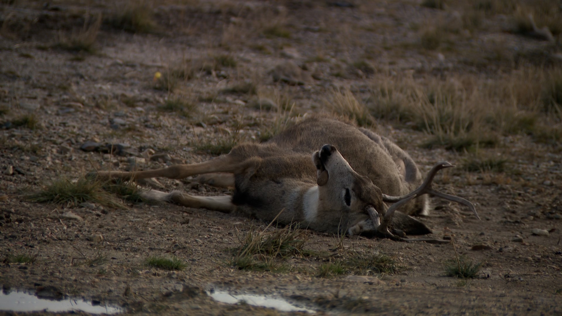 DWR's 'Roadkill Reporter' app improves road safety using migration ...