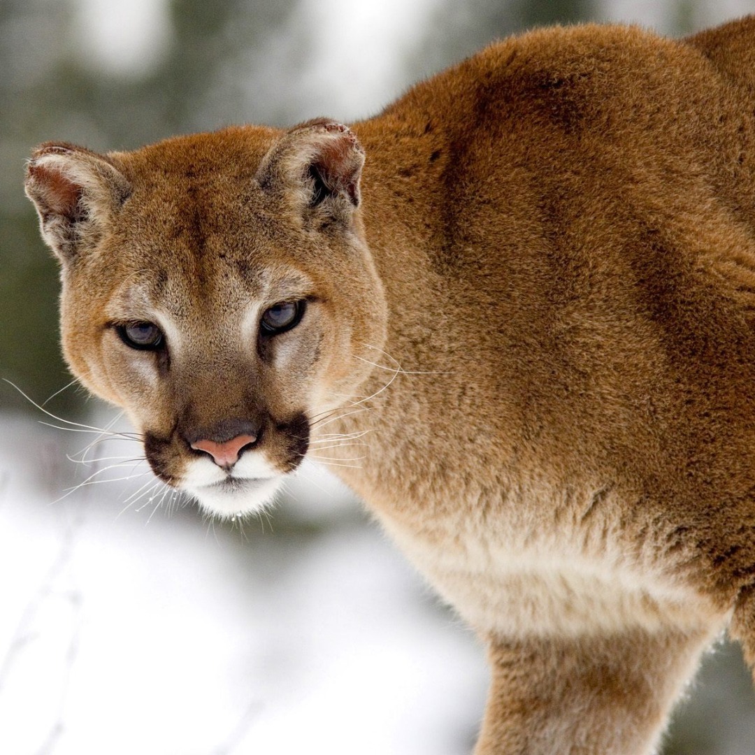 DNR advises on mountain lion encounters