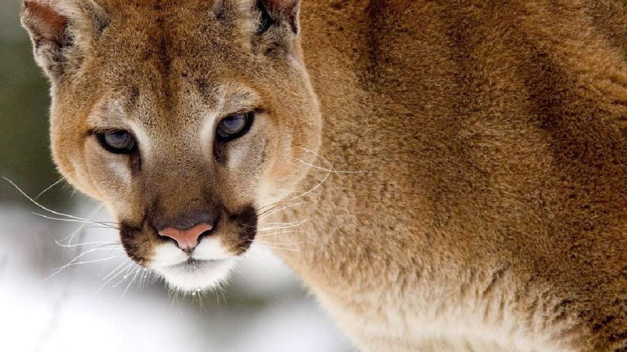 DNR advises on mountain lion encounters