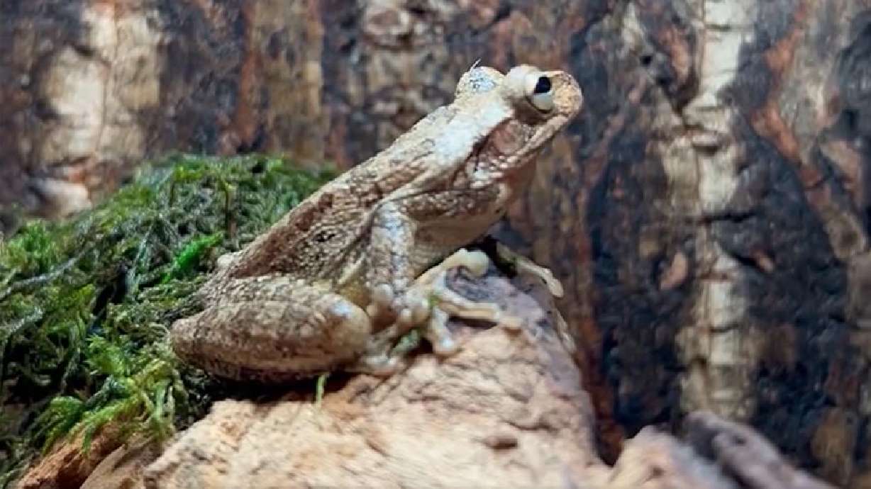 Cuban tree frog
