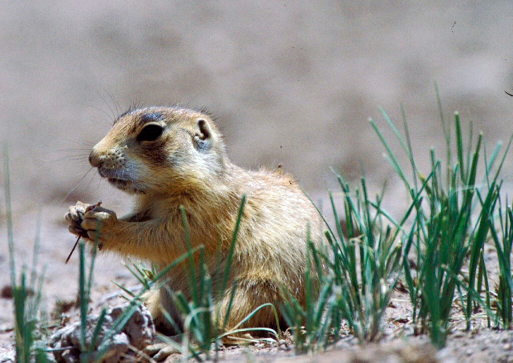 Utah prairie dogs went from near-extinction to conservation success. Here's why