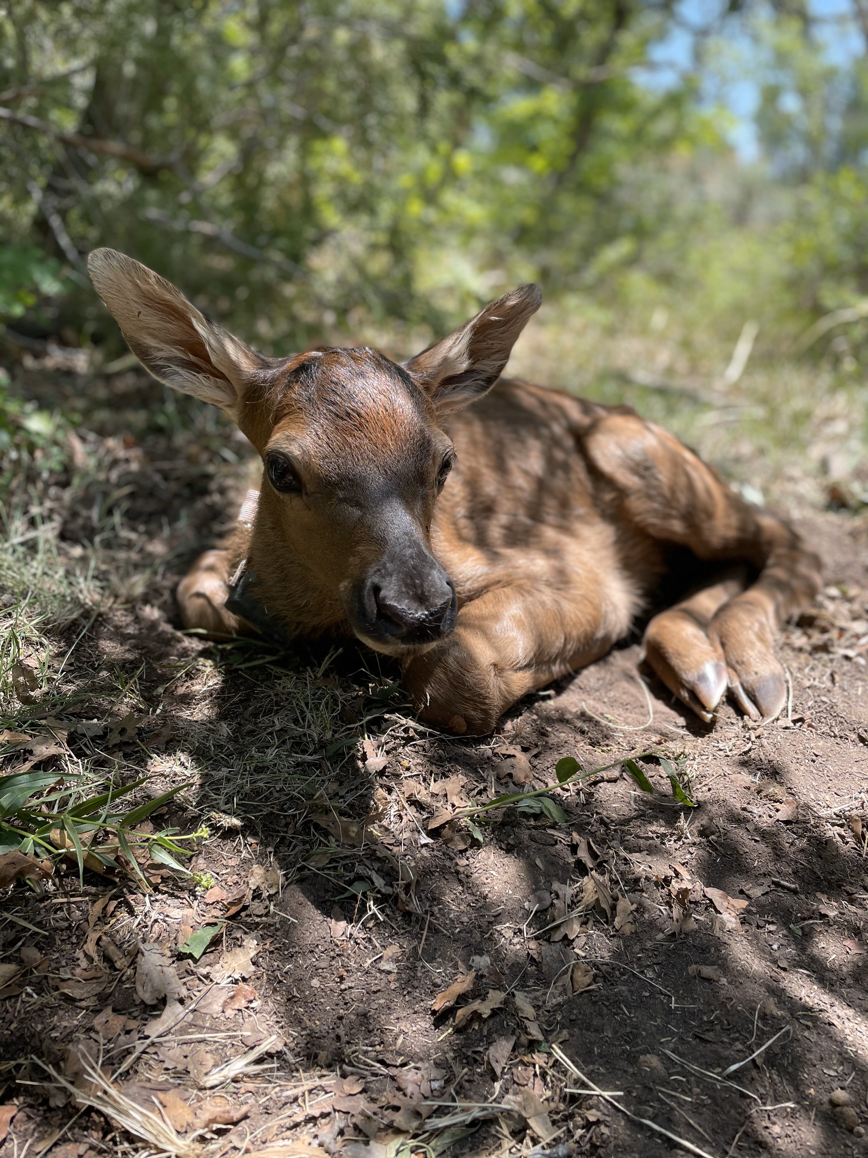 DWR is asking that newborn elk and deer be left alone