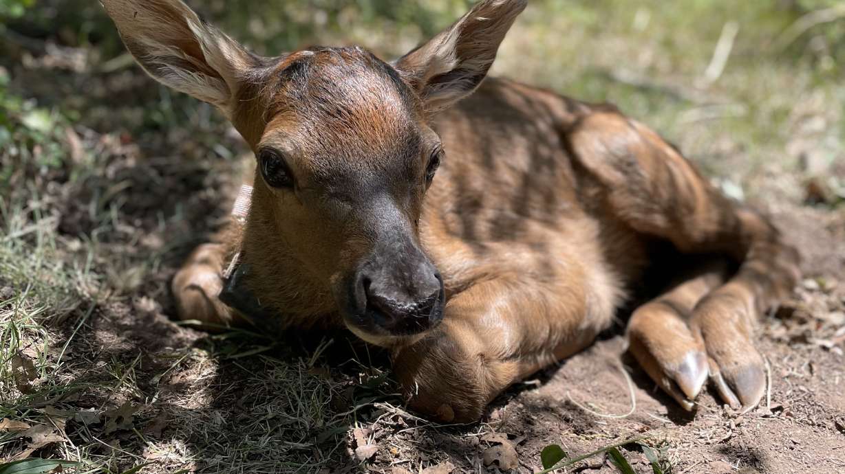 DWR is asking that newborn elk and deer be left alone