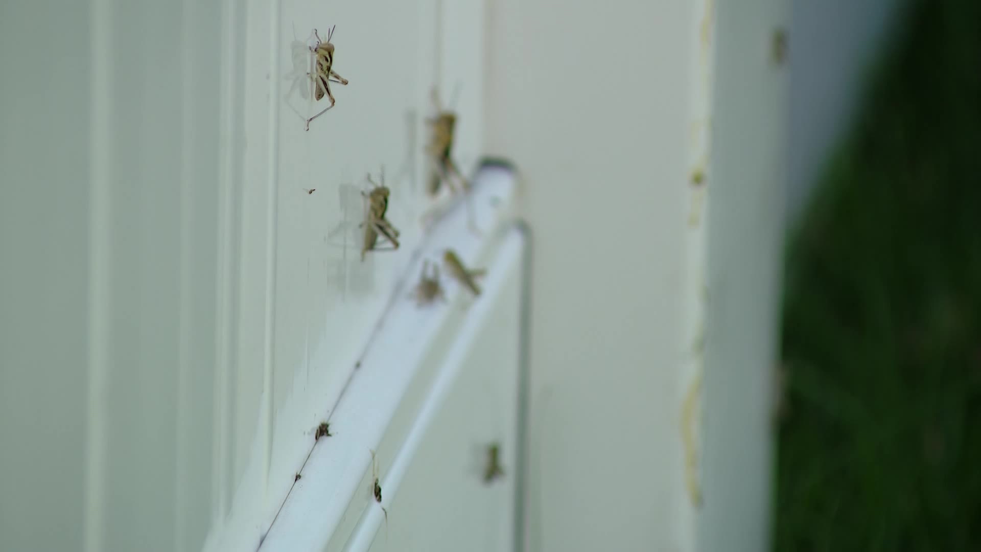 'We need birds:' Grasshoppers invade parts of Springville