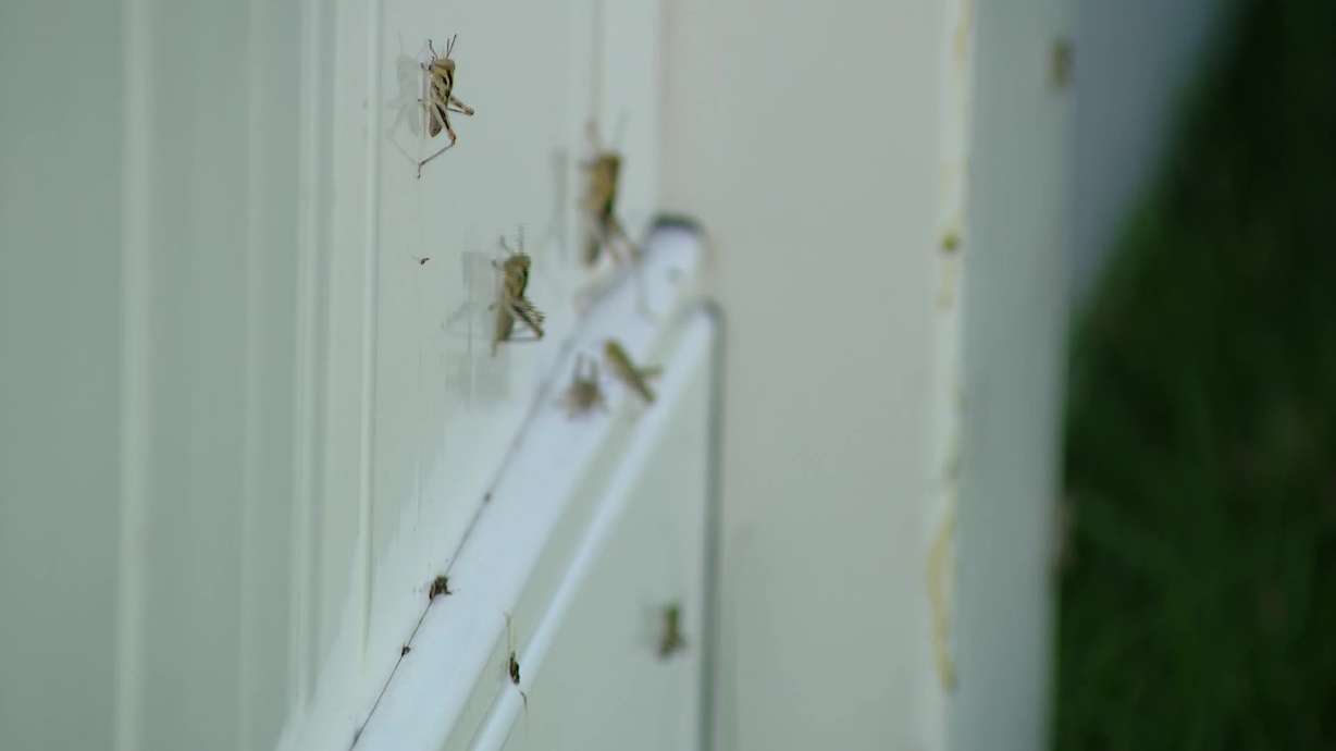'We need birds:' Grasshoppers invade parts of Springville
