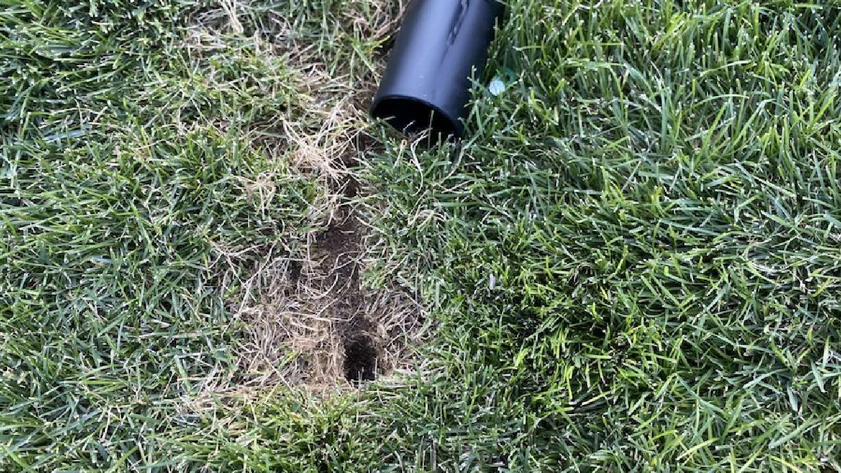 Pest control experts detail epic wave of vole problems from Saratoga Springs to Draper