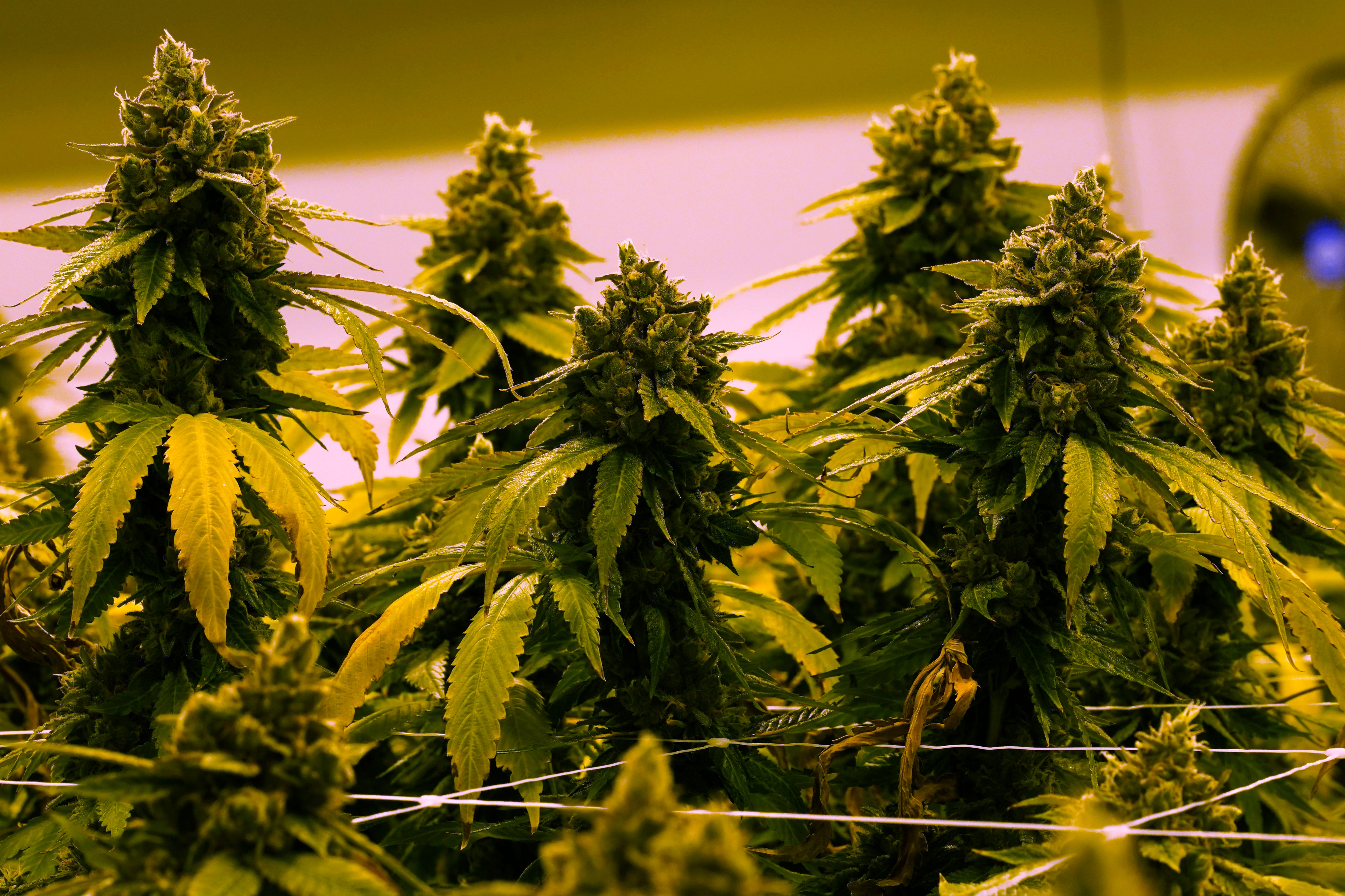 Virginia to allow recreational marijuana to be sold in retail stores beginning in 2027