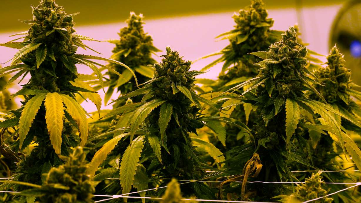 A cannabis plant in a grow room at the Greenleaf Medical Cannabis facility in Richmond, Va., June 17, 2021. After becoming the first Southern state to legalize possession of marijuana, Virginia has approved a legal way to sell it to recreational users.