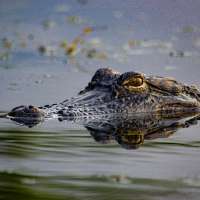 Alligators injure 3, 1 fatally, in string of attacks in Florida
