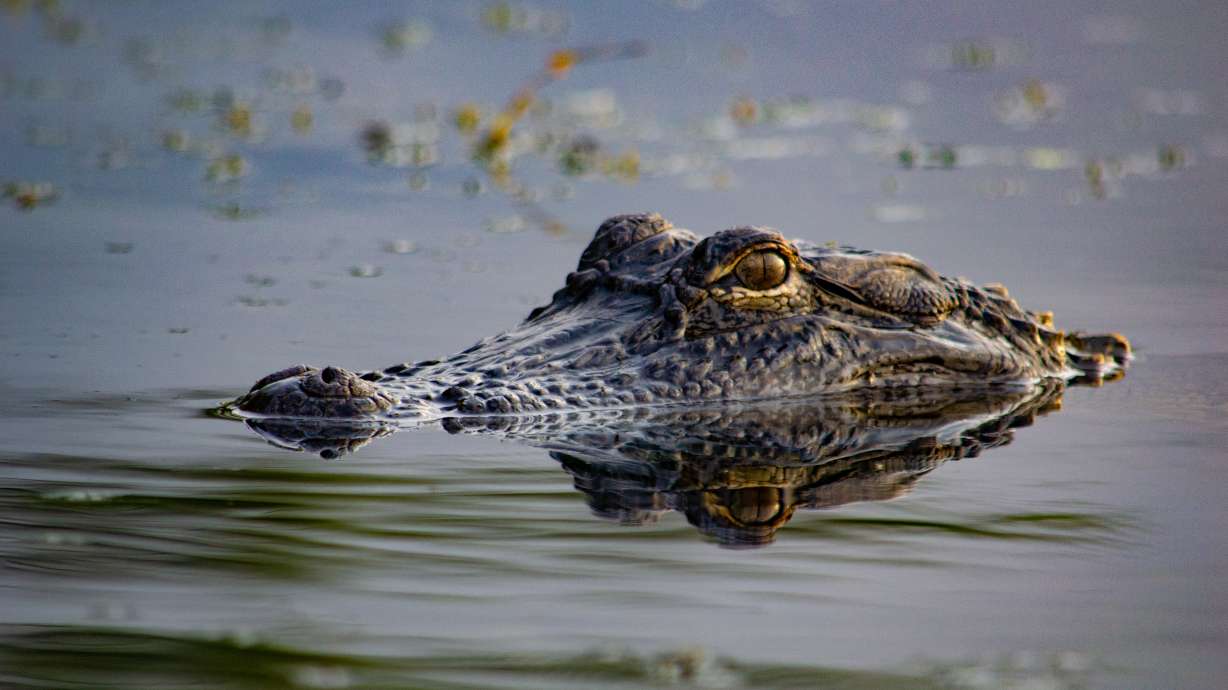 Multiple people have been attacked by alligators across central Florida in the last week, with the most recent attack killing a 31-year-old woman.