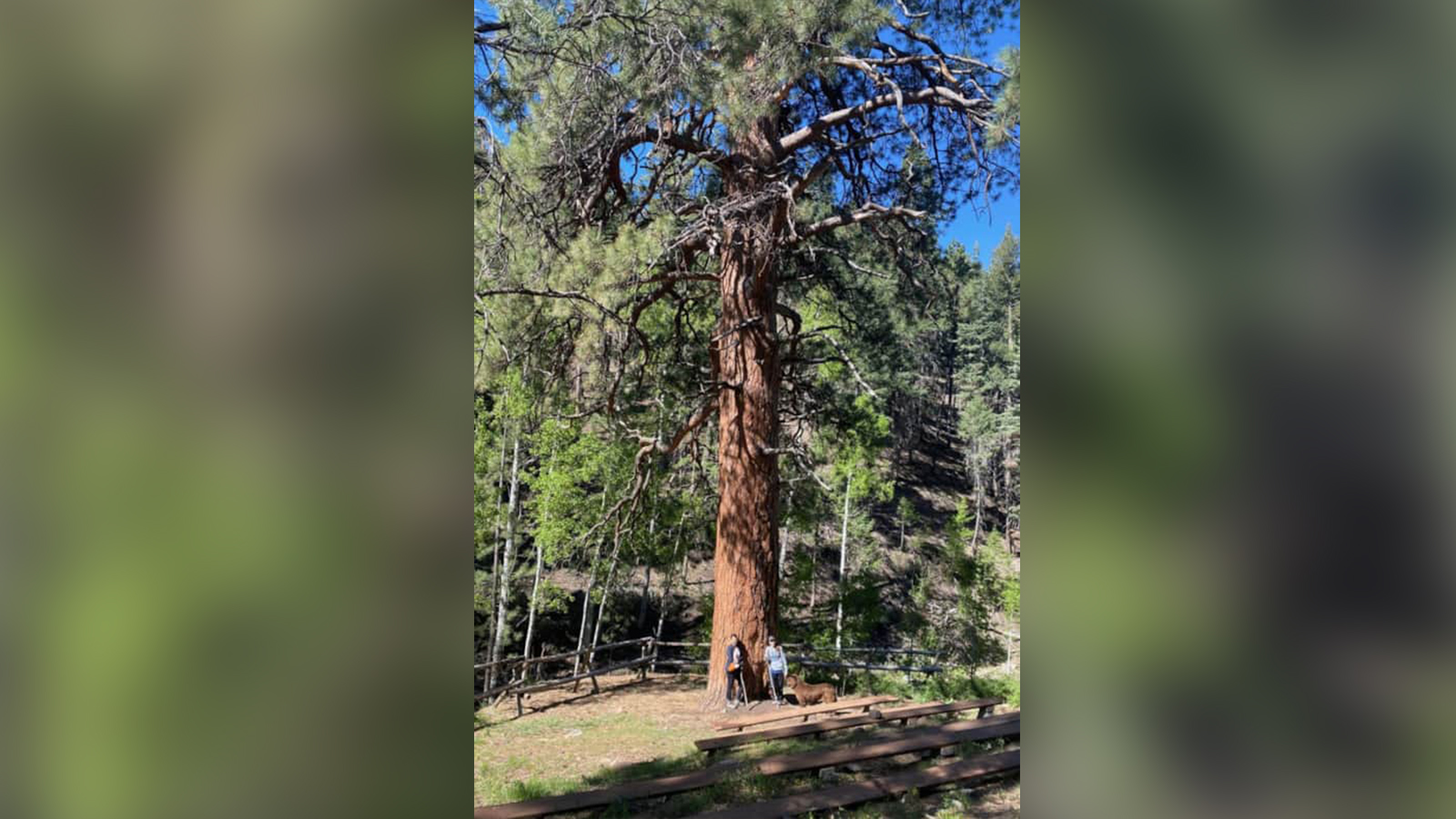 'It's pretty sad': Utah's largest fire likely destroyed iconic 'Big Tree,' ranger says