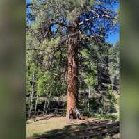 'It's pretty sad': Utah's largest fire likely destroyed iconic 'Big Tree,' ranger says