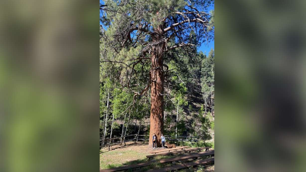 People stand next to Big Tree in Beaver County. The Cottonwood Fire likely destroyed the tree, U.S. Forest Service rangers said on Monday.