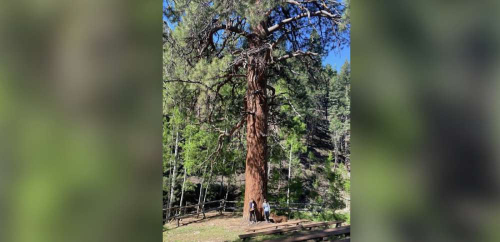 'It's pretty sad': Utah's largest fire likely destroyed iconic 'Big Tree,' ranger says