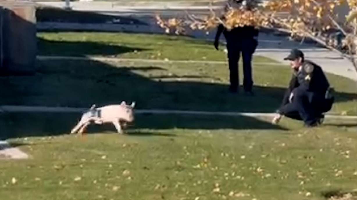 Wilbur the pig takes Springville police on a foot chase