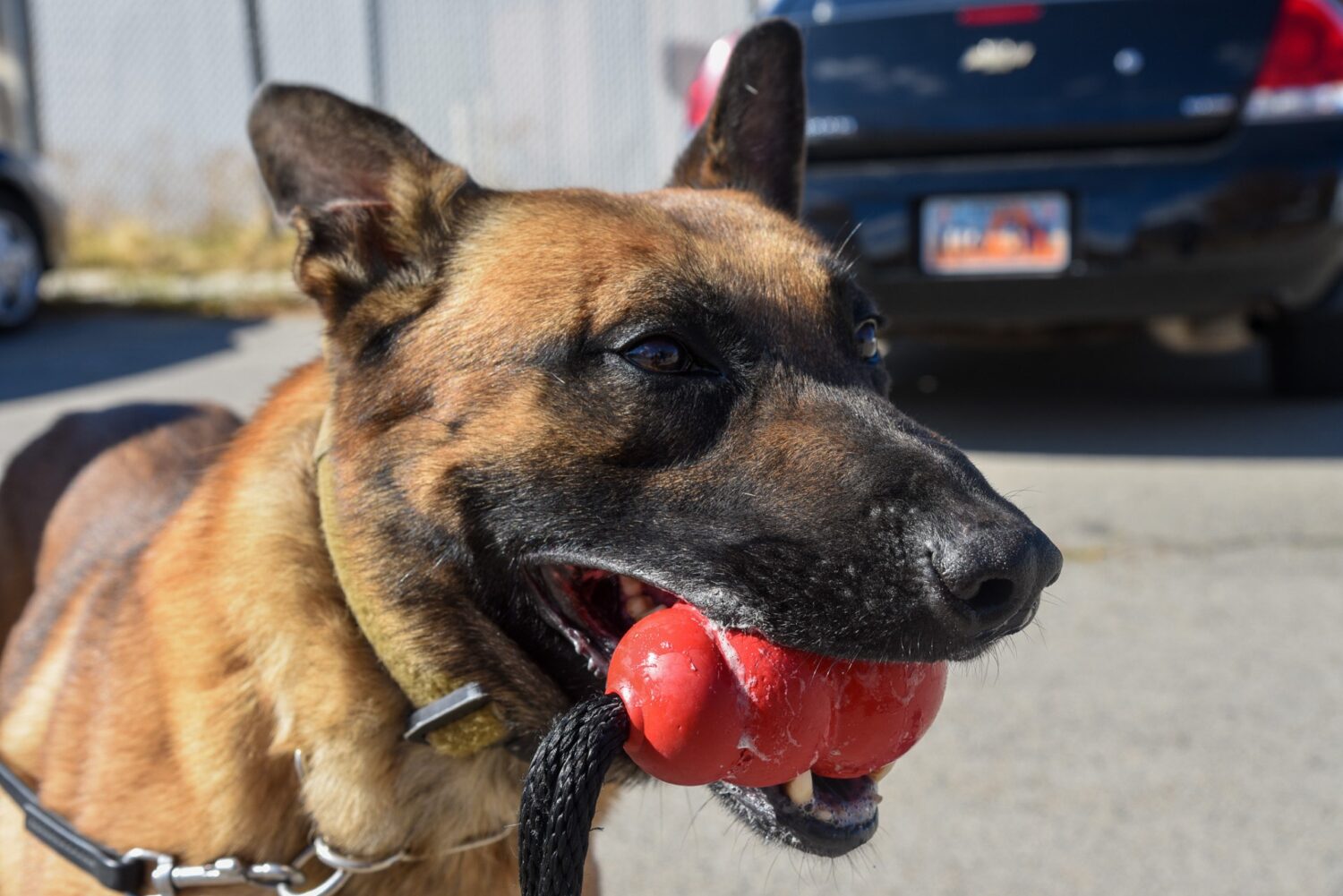No charges filed in K9's death, DA cites systemic failures at Department of Corrections