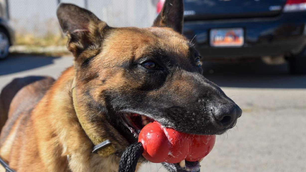No charges filed in K9's death, DA cites systemic failures at Department of Corrections