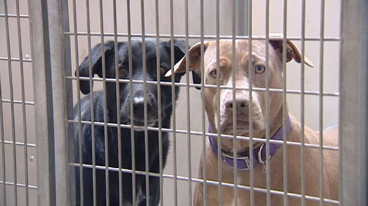 Cold temperatures can be dangerous for pets and people