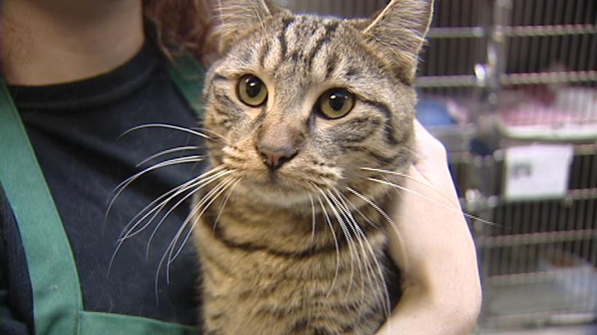 Cold temperatures can be dangerous for pets and people