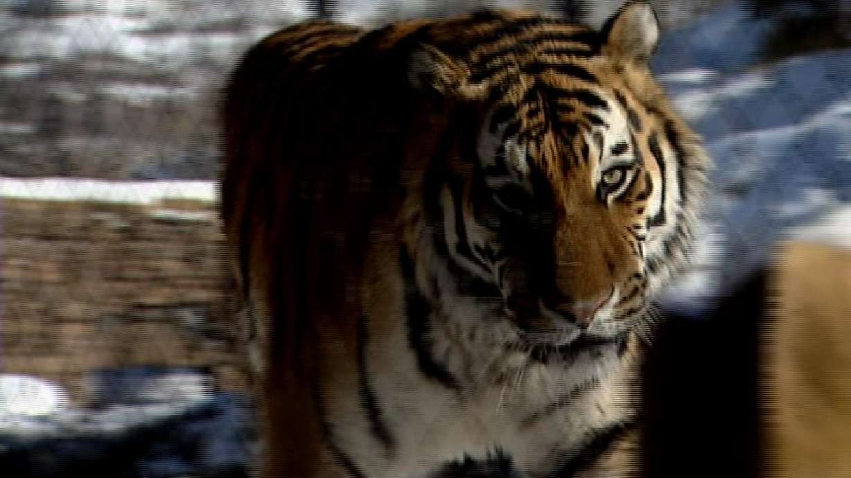 Hogle Zoo: San Francisco-like attack could not happen here