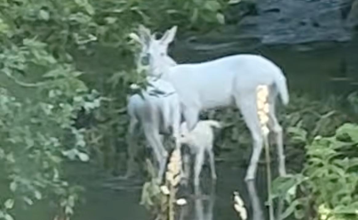 Have You Seen This? Family of albino deer spotted 