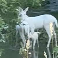 Have You Seen This? Family of albino deer spotted