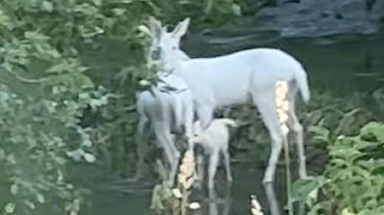 Surprising footage of an albino deer family was captured in an Iowa forest this June.