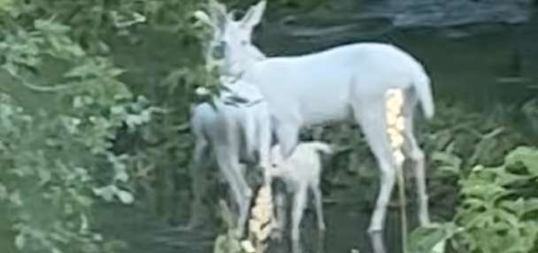 Have You Seen This? Family of albino deer spotted