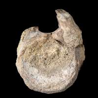 A rare dinosaur fossil from Antarctica is found tucked away in a drawer
