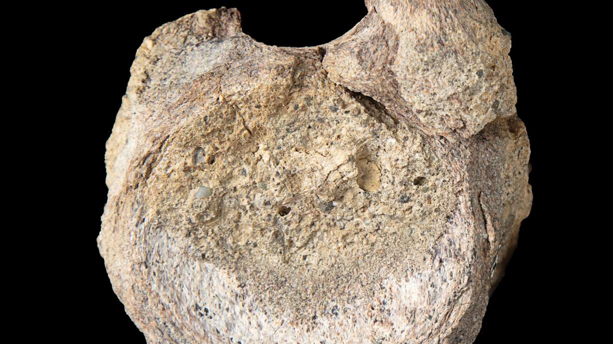 This image provided by the Natural History Museum shows a fossil found in Antarctica that belongs to a group of dinosaurs called titanosaurs. Scientists have stumbled on a rare dinosaur fossil from Antarctica, tucked away for decades in a drawer.