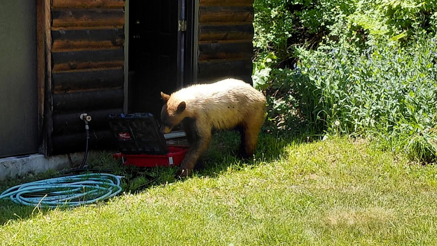 A black bear roaming the Ogden Valley investigates a toolbox.