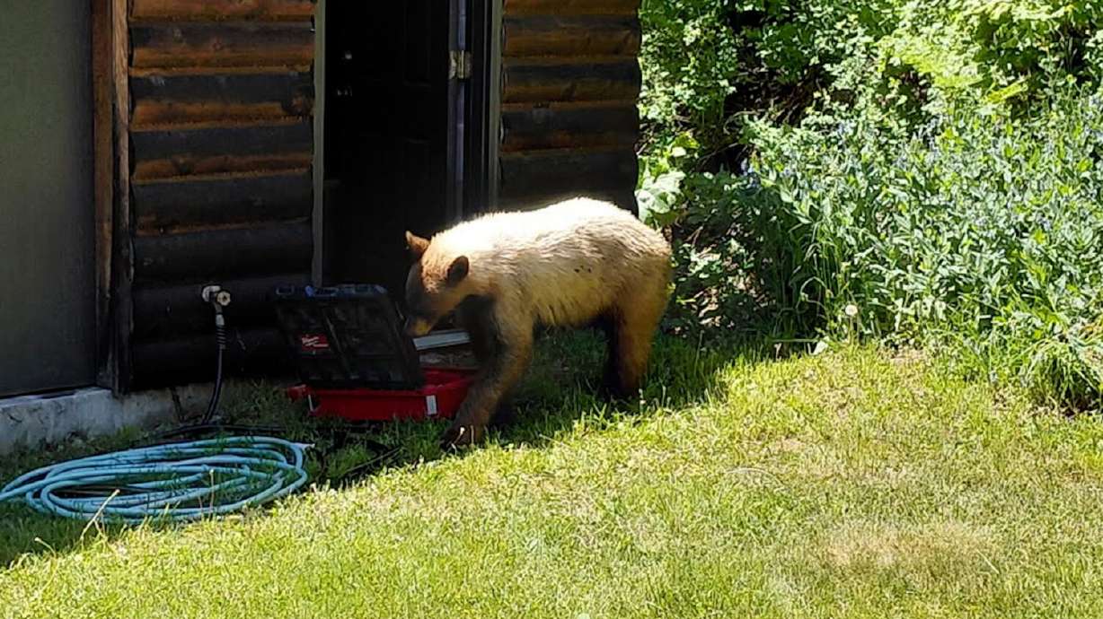 A black bear roaming the Ogden Valley investigates a toolbox.