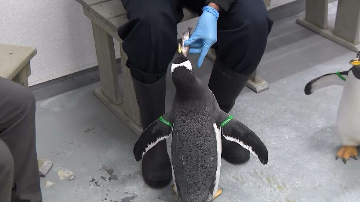 Animal encounters get you up close to marine life at Loveland Living Planet Aquarium