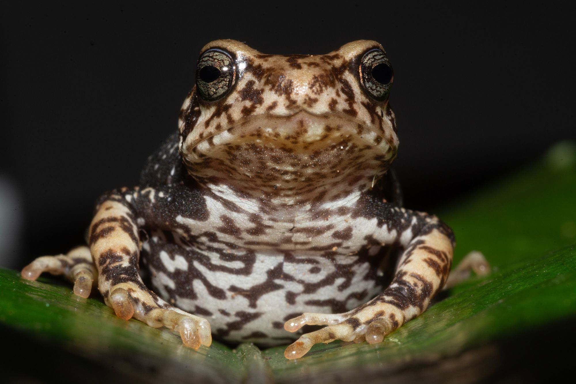 Nectophrynoides luhomeroensis is one of the three newly identified toad species. (Photo by John Lyakurwa)